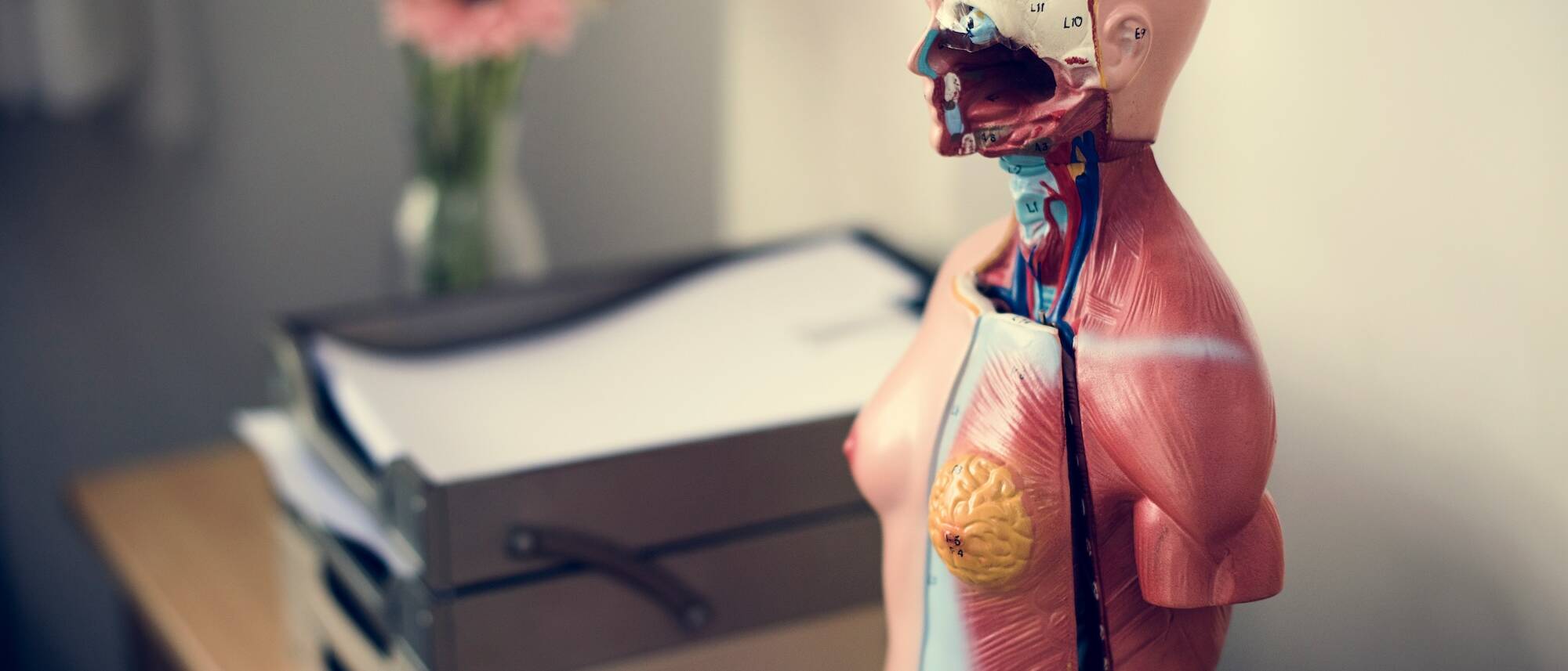 Anatomie - Modules - ENH Ecole de Nutrition Holistique - Formations certifiantes professionnelles - Coach, spécialiste, nutritherapeute - Geneve