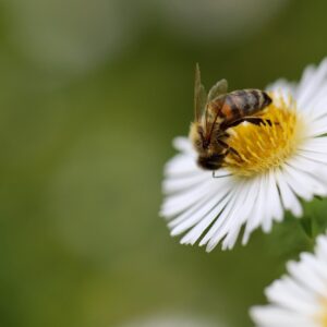 Formation Continue - ENH - Ecole de Nutrition Holistique - Geneve - Apithérapie